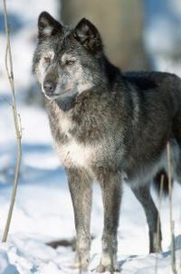 wolf2